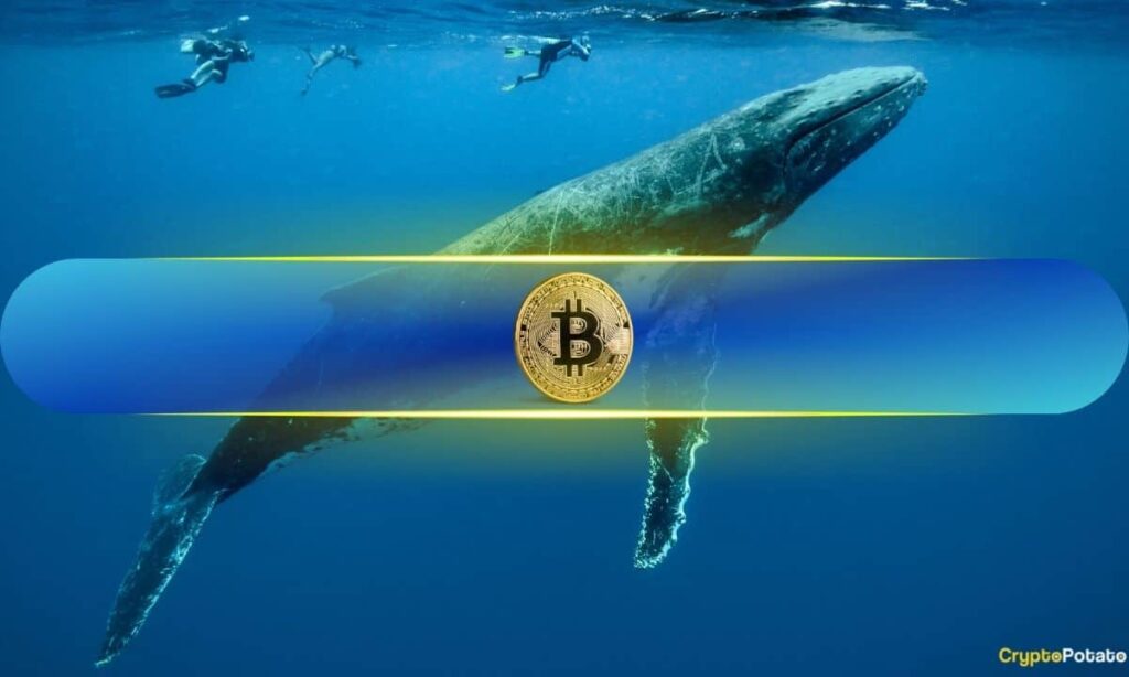 The Big Players Are Buying: Bitcoin Whales Scoop Up 94.7K BTC in Just 6 Week